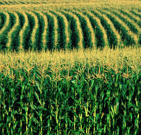 Metas do Plano ABC em Mato Grosso devem ser revisadas