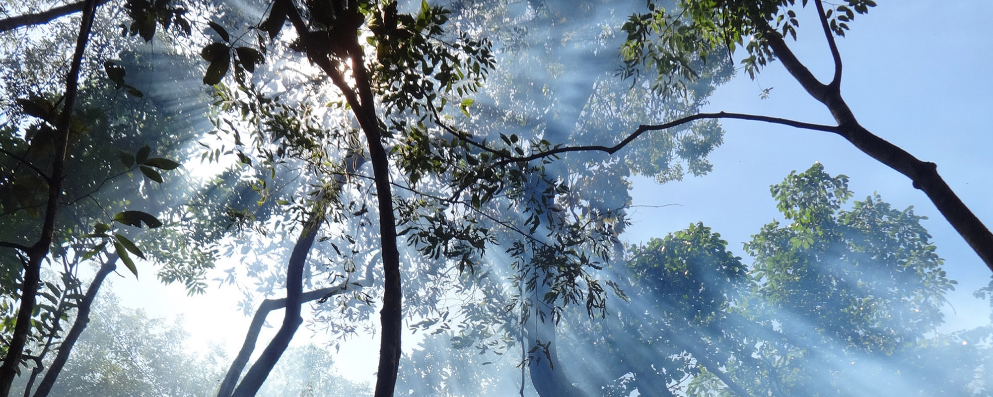 O Dia Internacional das Florestas e um futuro de mudanças climáticas