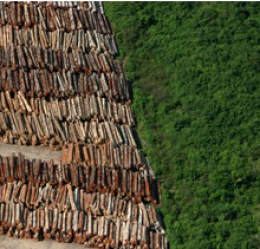 Zerar desmatamento é desafio que sociedade precisa comprar para si