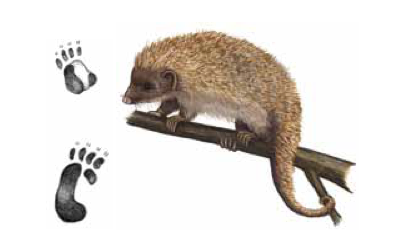 PORCO-ESPINHO Coendou prehensilis