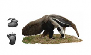 TAMANDUÁ-BANDEIRA Myrmecophaga tridactyla