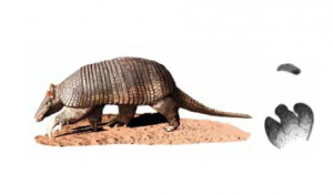 TATU-CANASTRA - Priodontes maximus