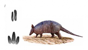 TATU-GALINHA Dasypus novencinctus