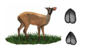 VEADO-ROXO Mazama nemorivaga