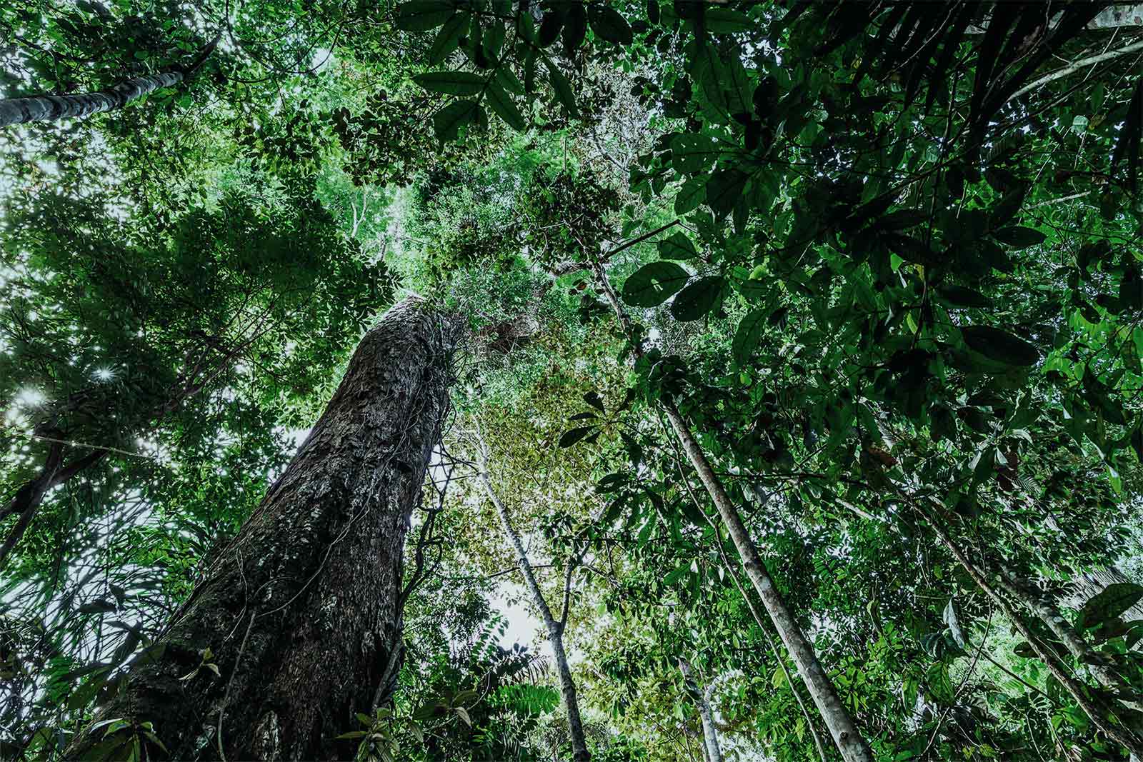 IPAM participa de Climate Week, evento sobre clima que acontece em Salvador