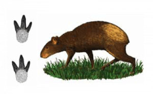 cutia e suas pegadas