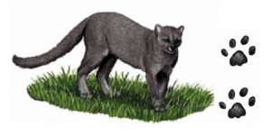 gato-mourisco e suas pegadas