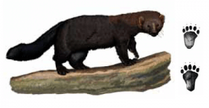 irara e suas pegadas