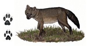 lobinho e suas pegadas