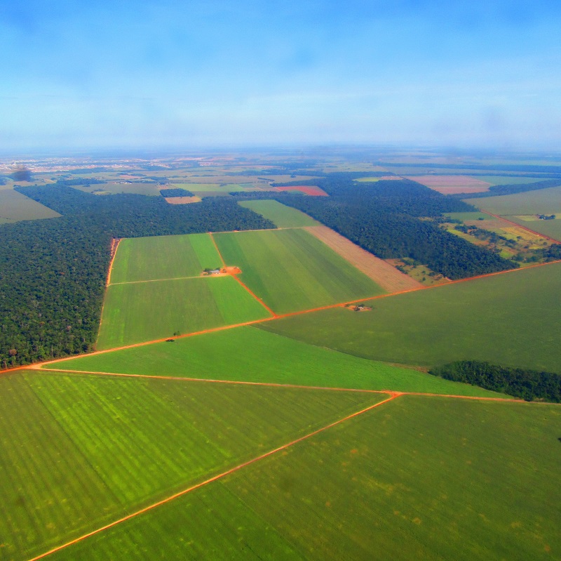 Desmatamento cresceu por igual na Amazônia em 2016, mostra análise