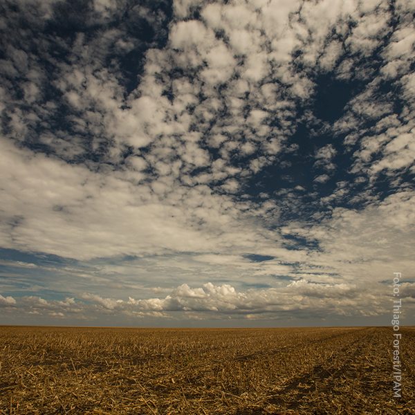 Desmatamento no Cerrado foi maior do que na Amazônia em 15 anos