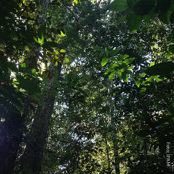 Nenhum hectare a menos: chega de retrocessos ambientais no Brasil