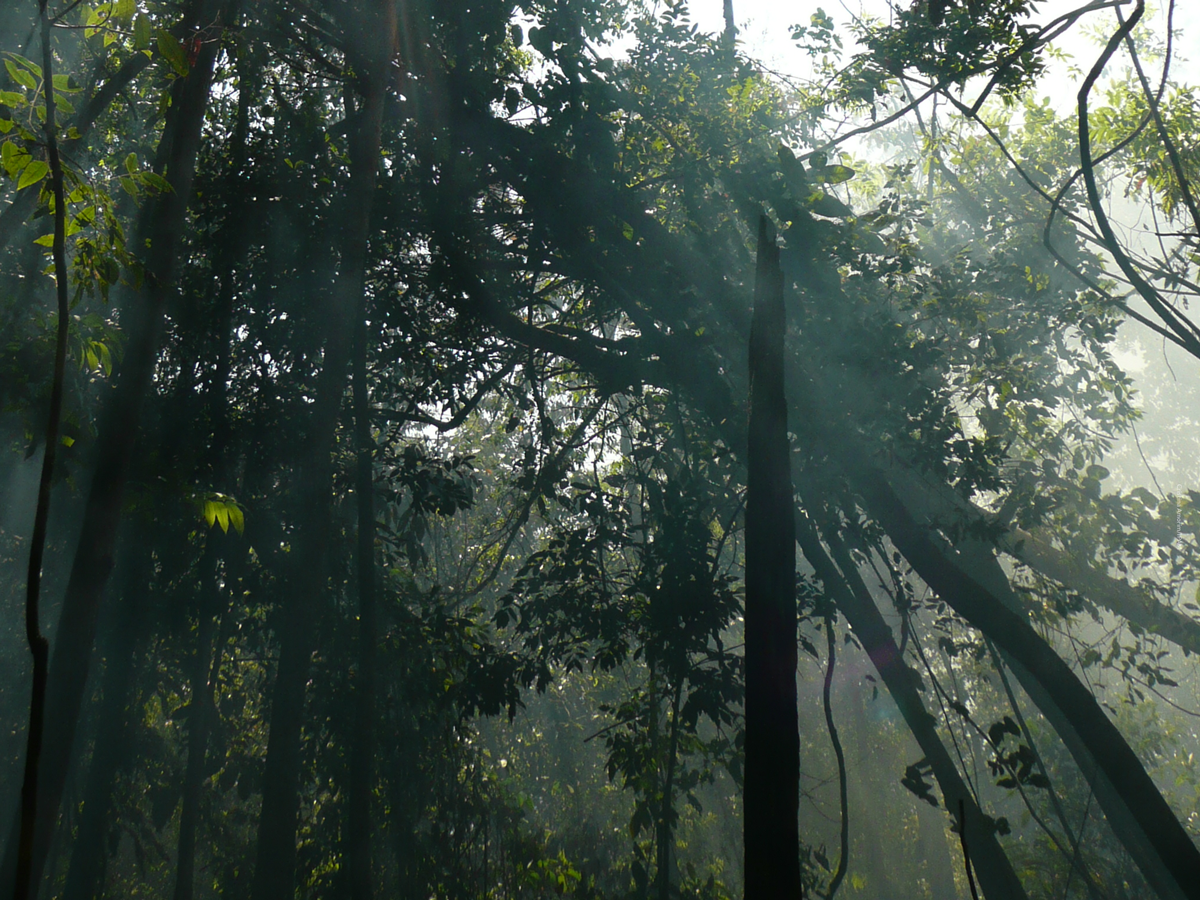 MPF calcula dano climático de desmatamento em ação no Amazonas