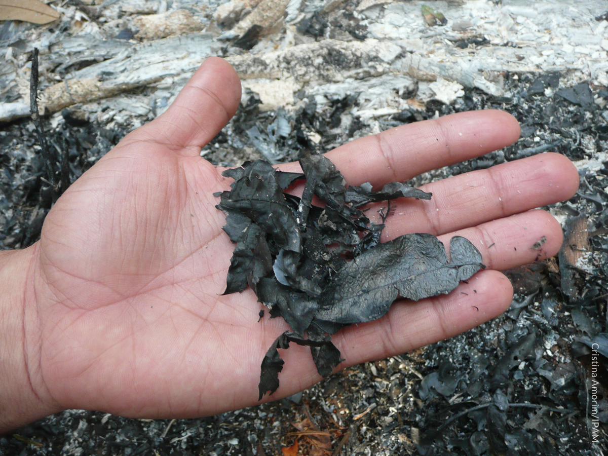 Sobre o desmatamento na Amazônia, a Noruega e nosso patrimônio comum