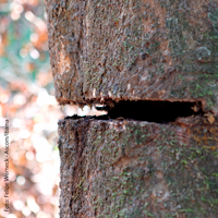 Desmatamento na Amazônia segue crítico mesmo com indício de queda