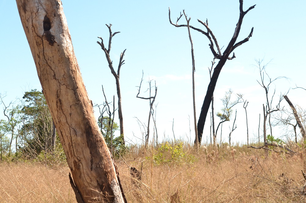 35% do desmatamento na Amazônia é grilagem, indica análise do IPAM