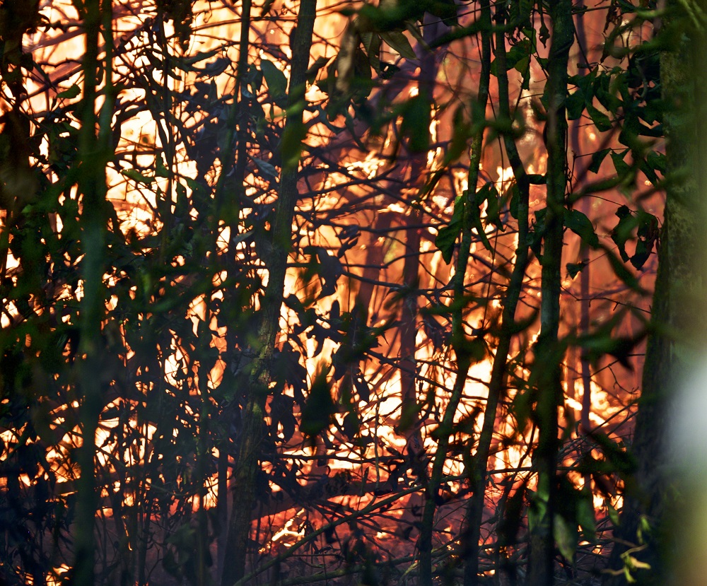 Emissões de carbono podem aumentar até 90% na Amazônia em 50 anos