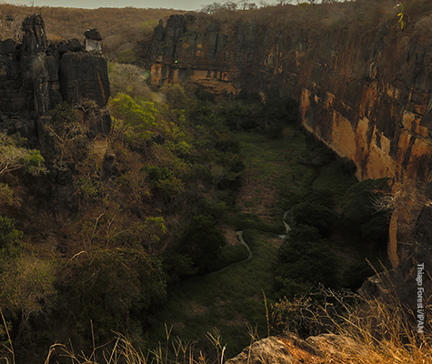 Ambientalistas pedem que mercado pare o desmatamento do Cerrado