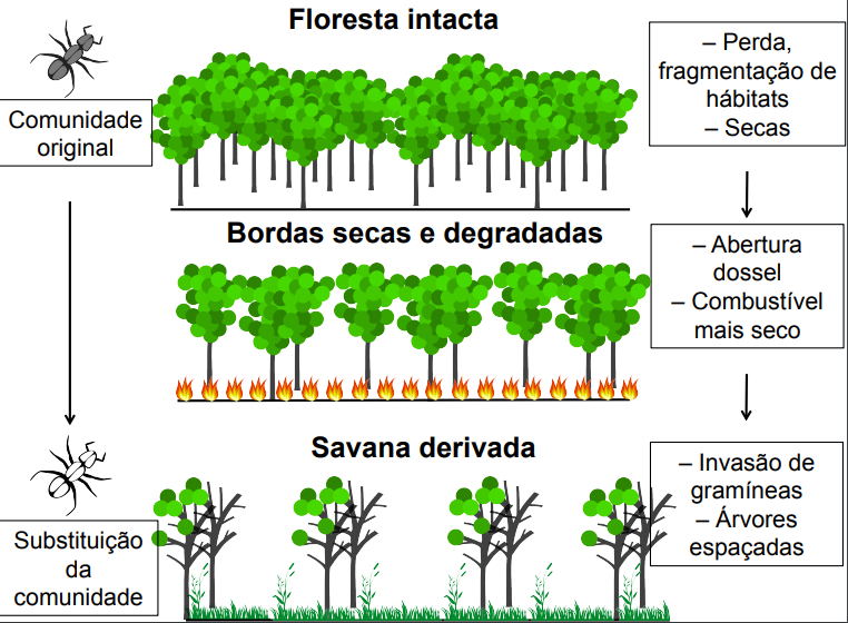 diagramaformigas