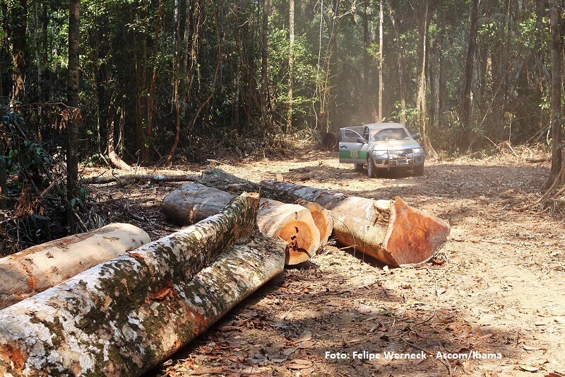 Desmatamento na Amazônia: o que comemoramos?