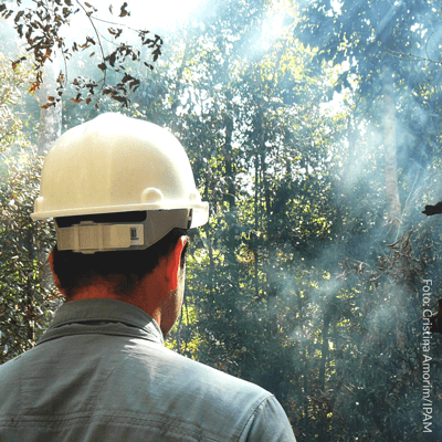 Trees in tropical rainforests are dying faster