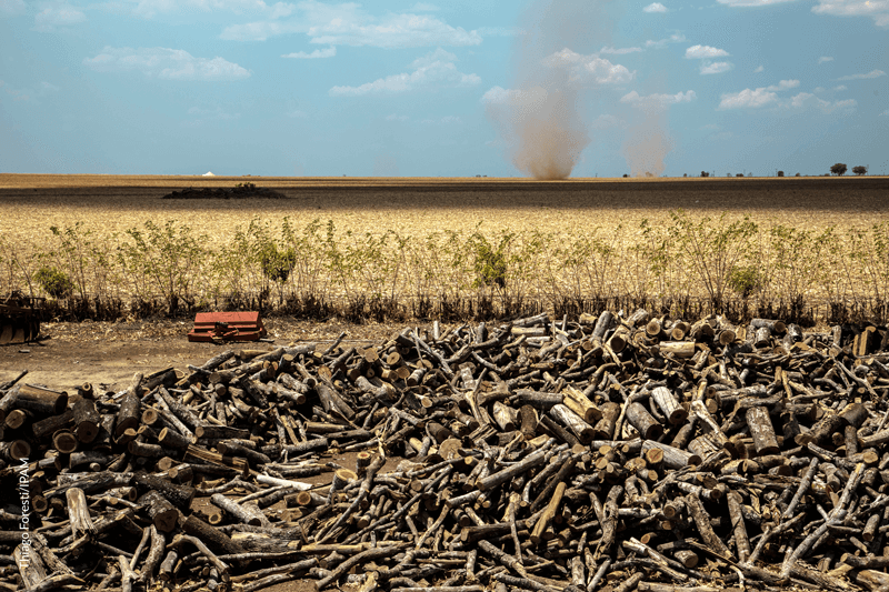 Desmatamento no Cerrado. Foto: Thiago Foresti/IPAM