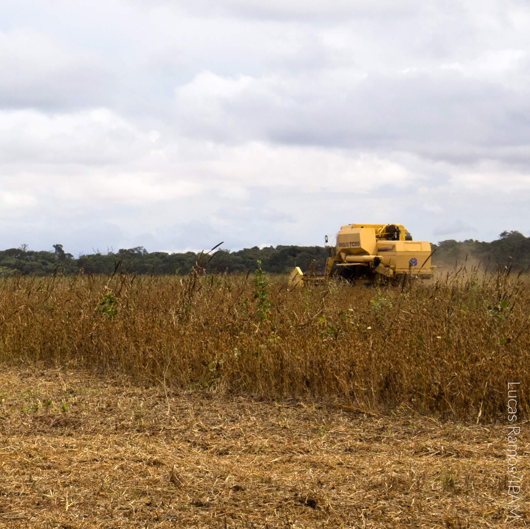 Solo da Amazônia guarda nitrogênio aplicado como fertilizante