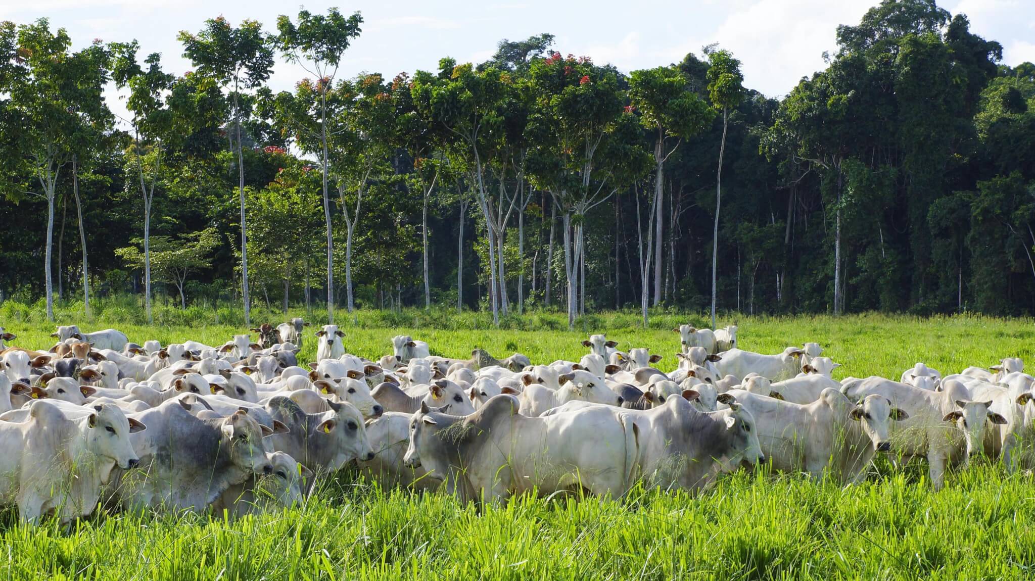Ferramenta ajuda compradores a apoiarem produção sustentável