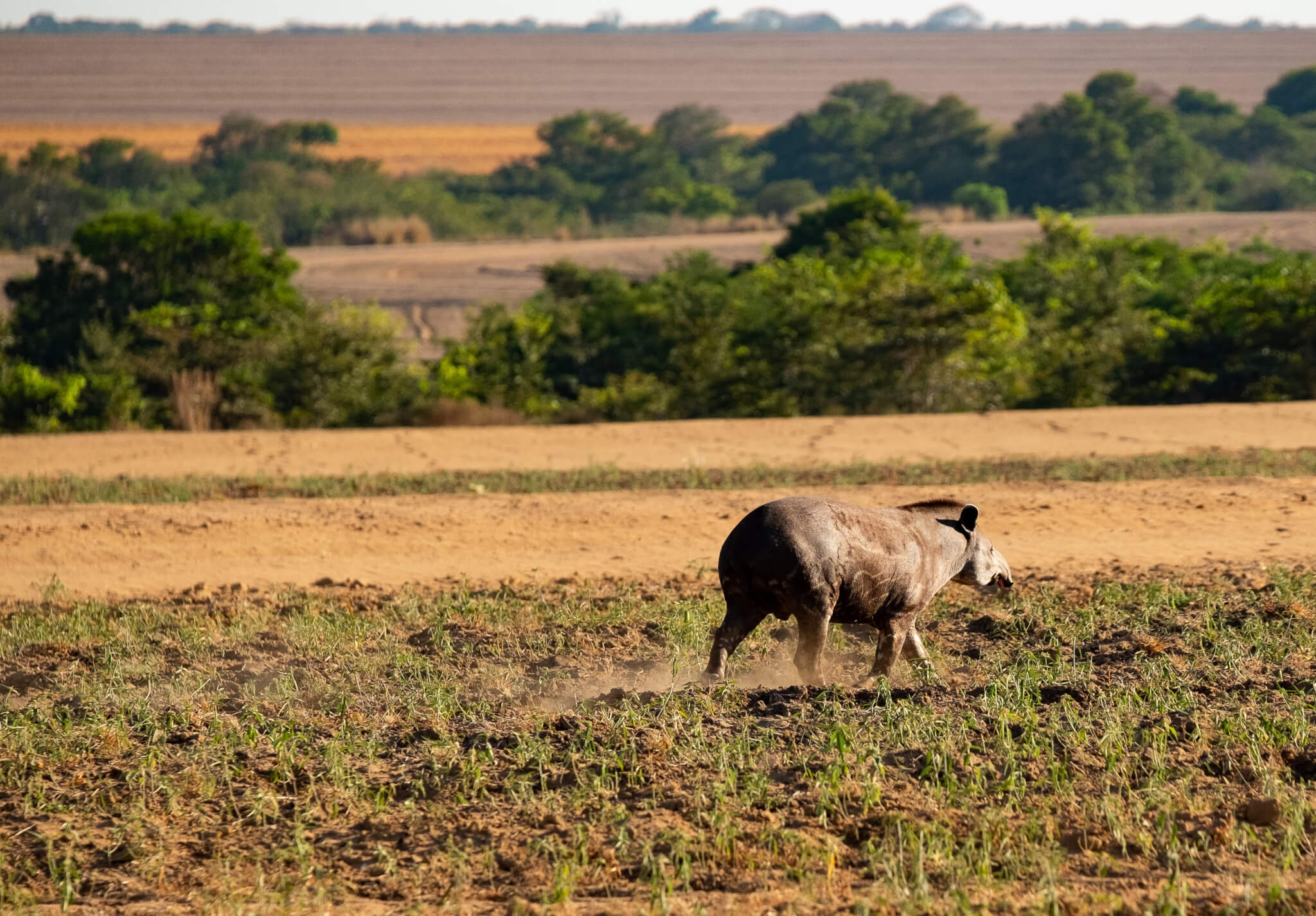 Cocô de anta ajuda a regenerar florestas degradadas na Amazônia