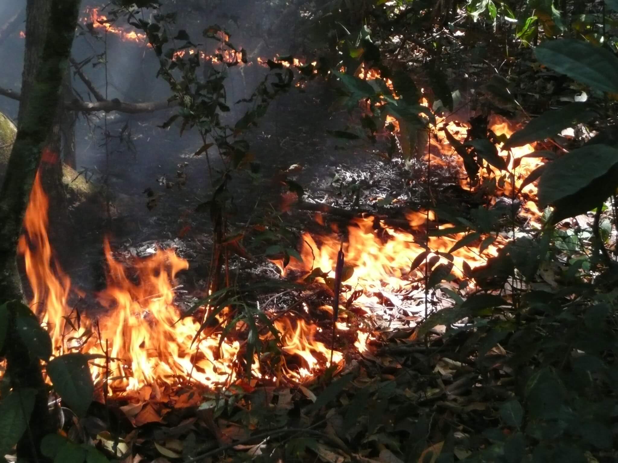 Florestas na Amazônia demoram sete anos para recuperar funções pós-fogo