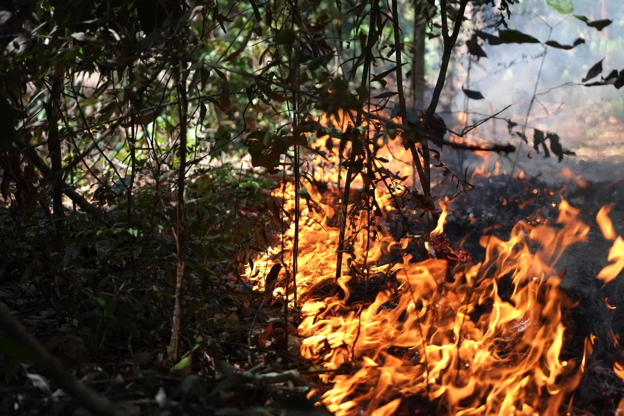 Most Amazon fires break out on private properties and undesignated forests