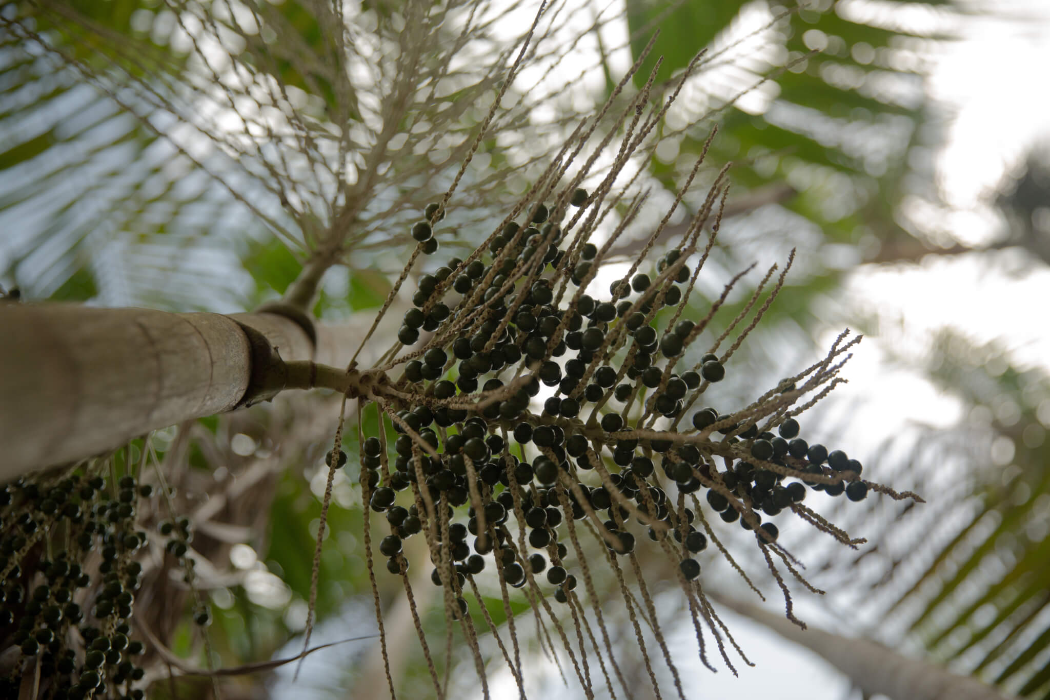 Organizações alertam para fragilização das áreas protegidas brasileiras