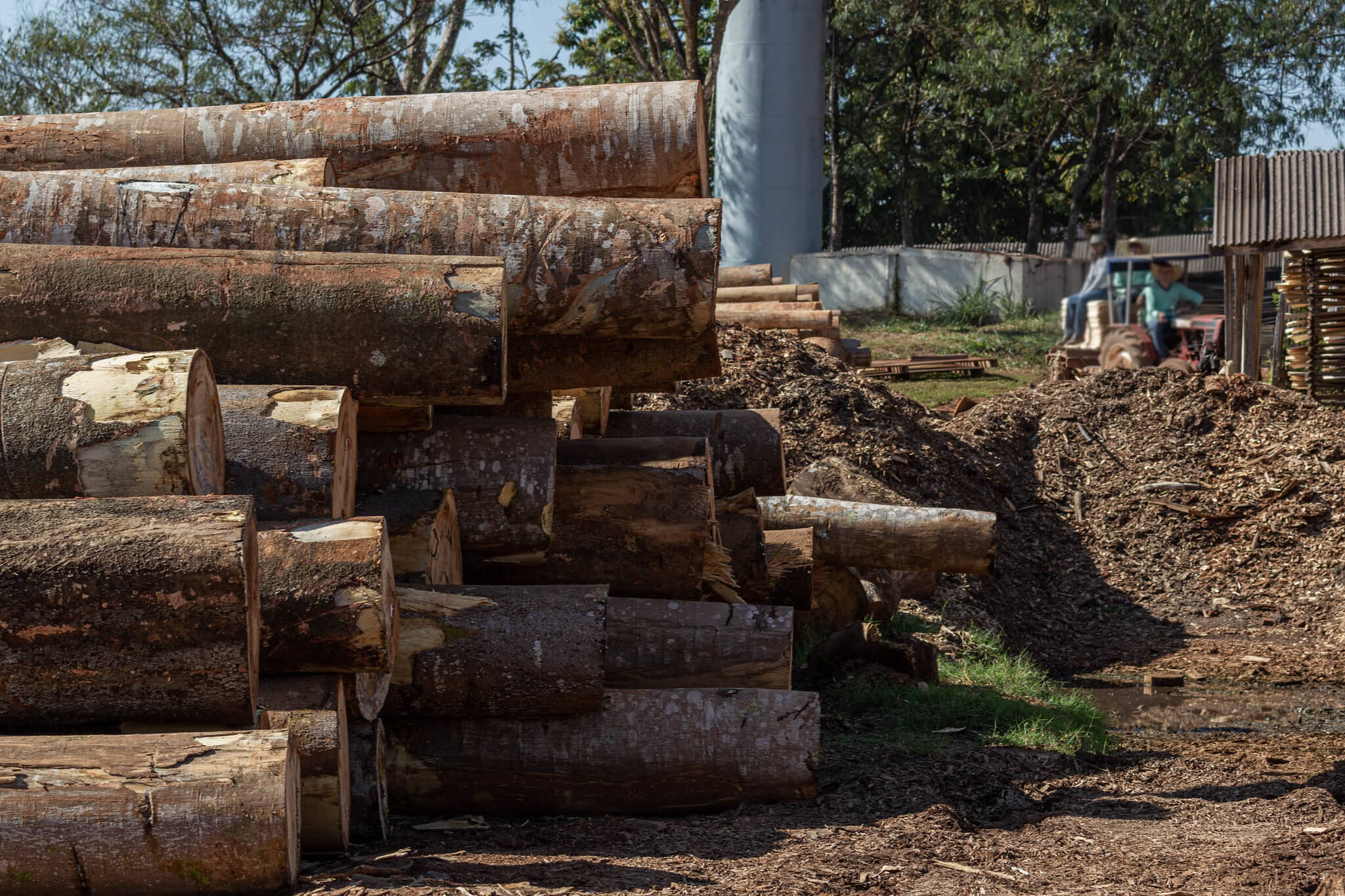 Cientistas mapeiam grilagem em florestas públicas na Amazônia