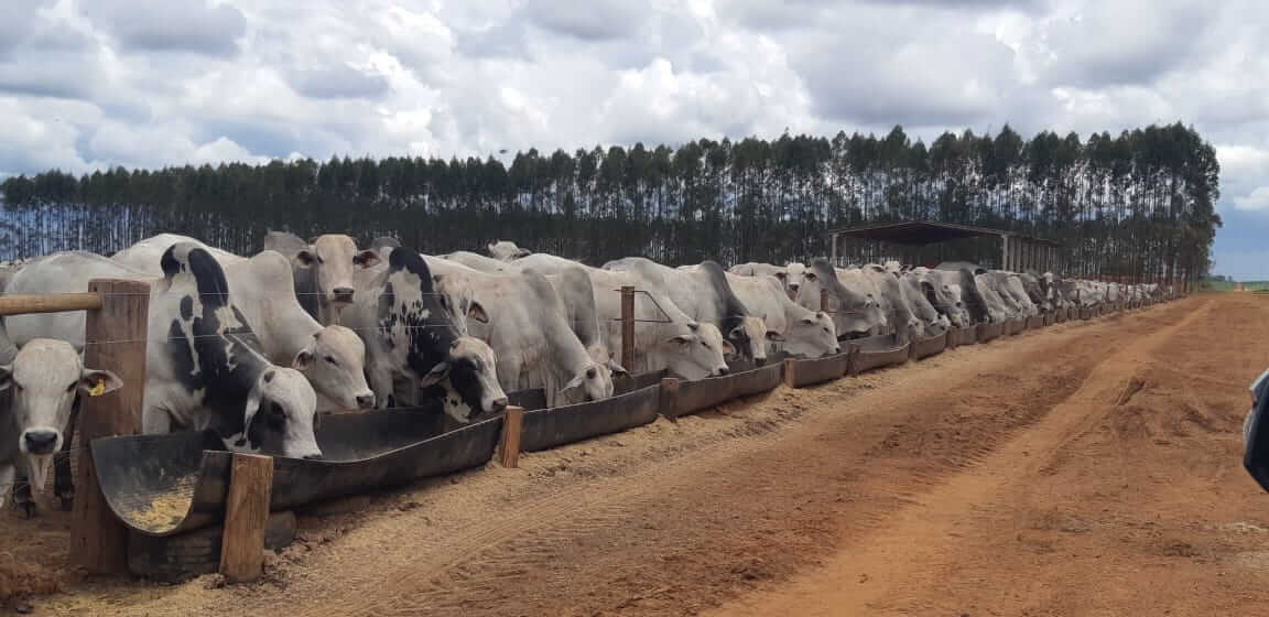 Acordo comercial pode impulsionar desmatamento de mais de 200 mil hectares