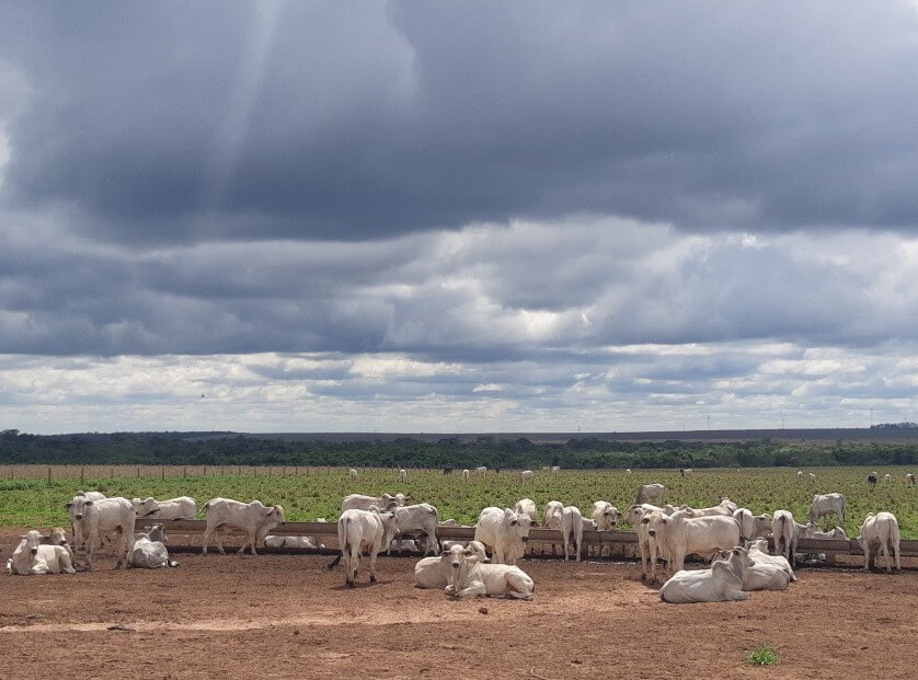 Práticas de intensificação da pecuária podem aumentar lucro em até 36%