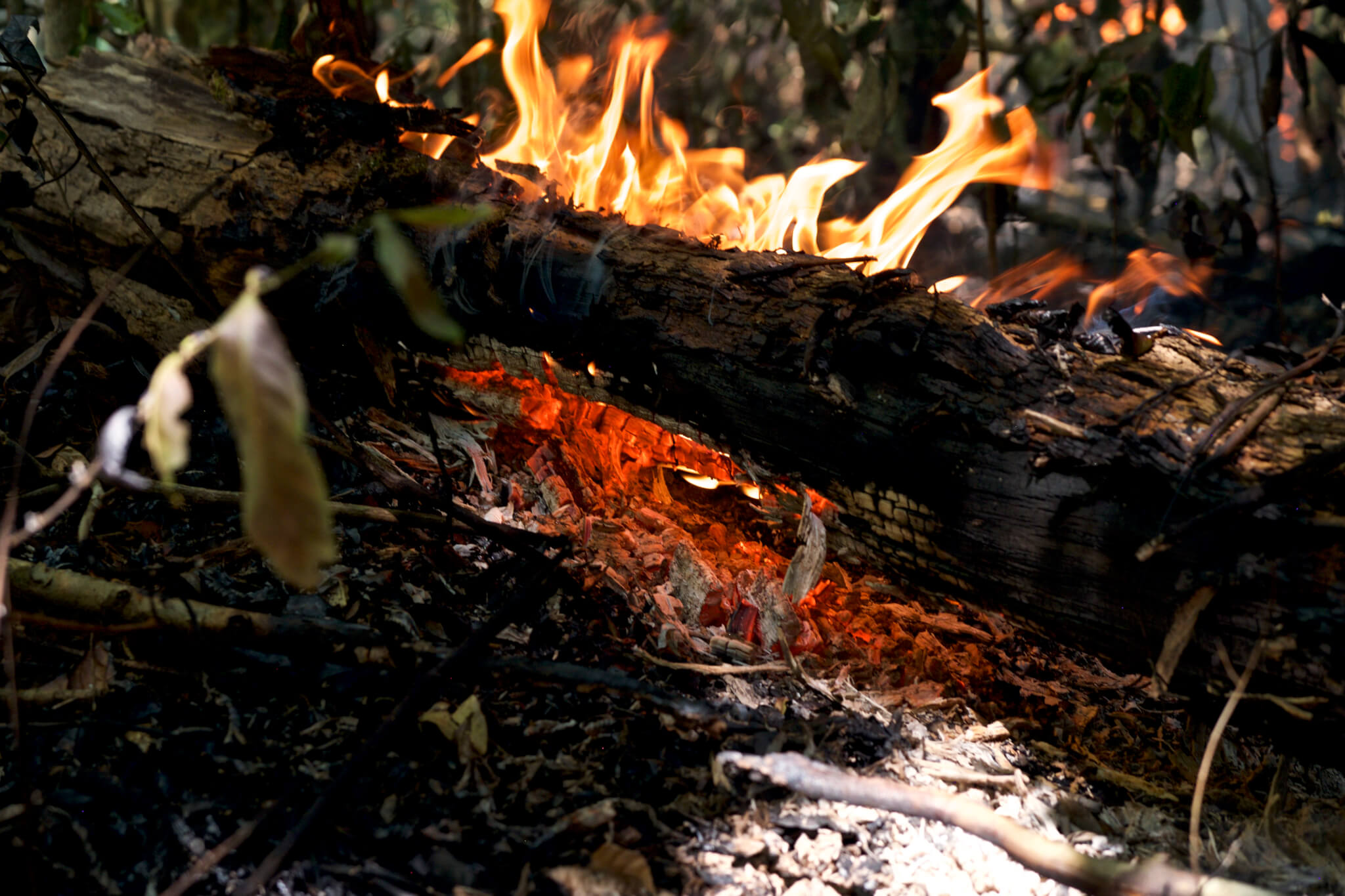 Incêndio em área úmida da Amazônia provoca perda de 27% das árvores