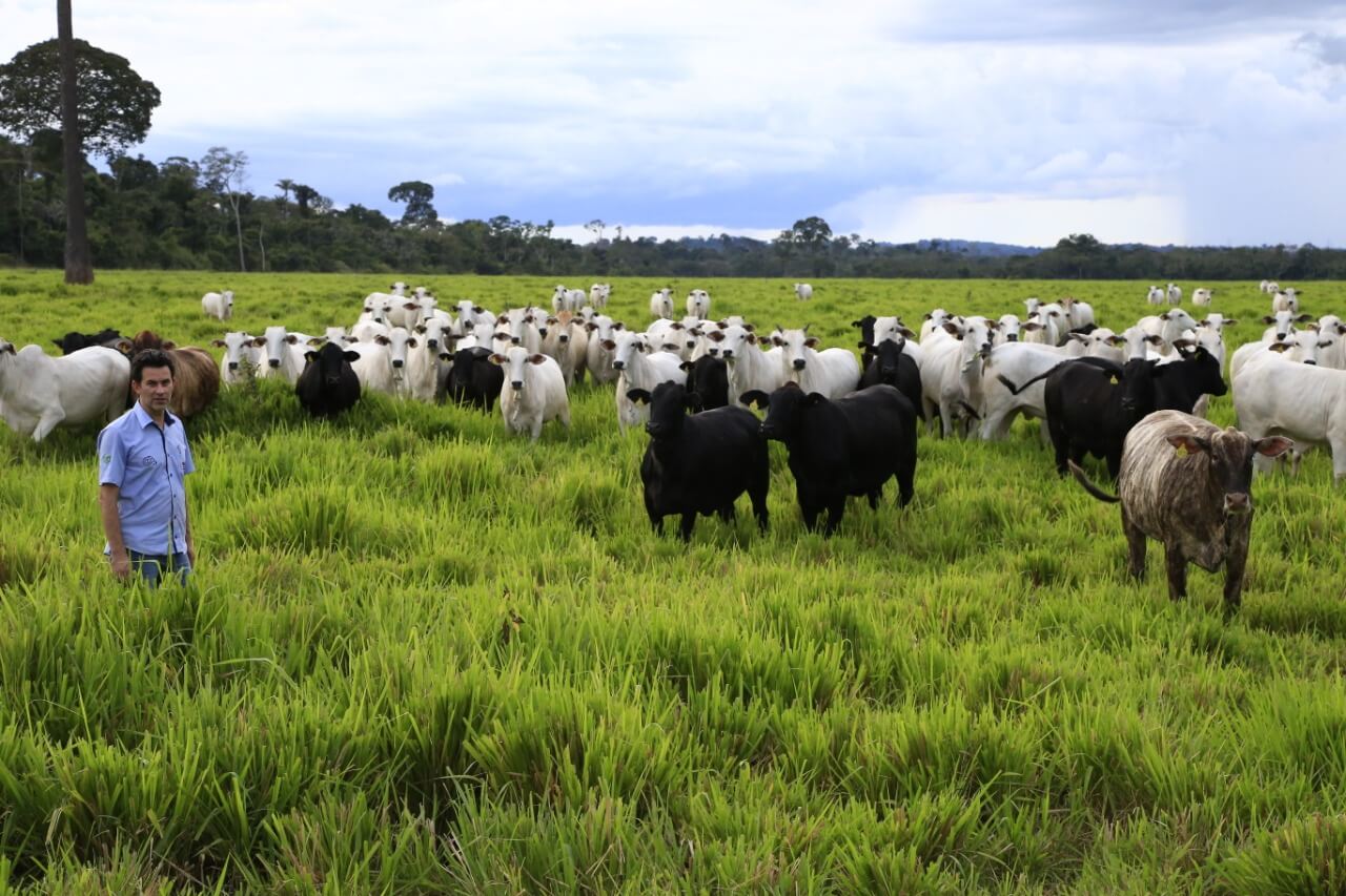 Melhoramento genético do rebanho pode melhorar produção