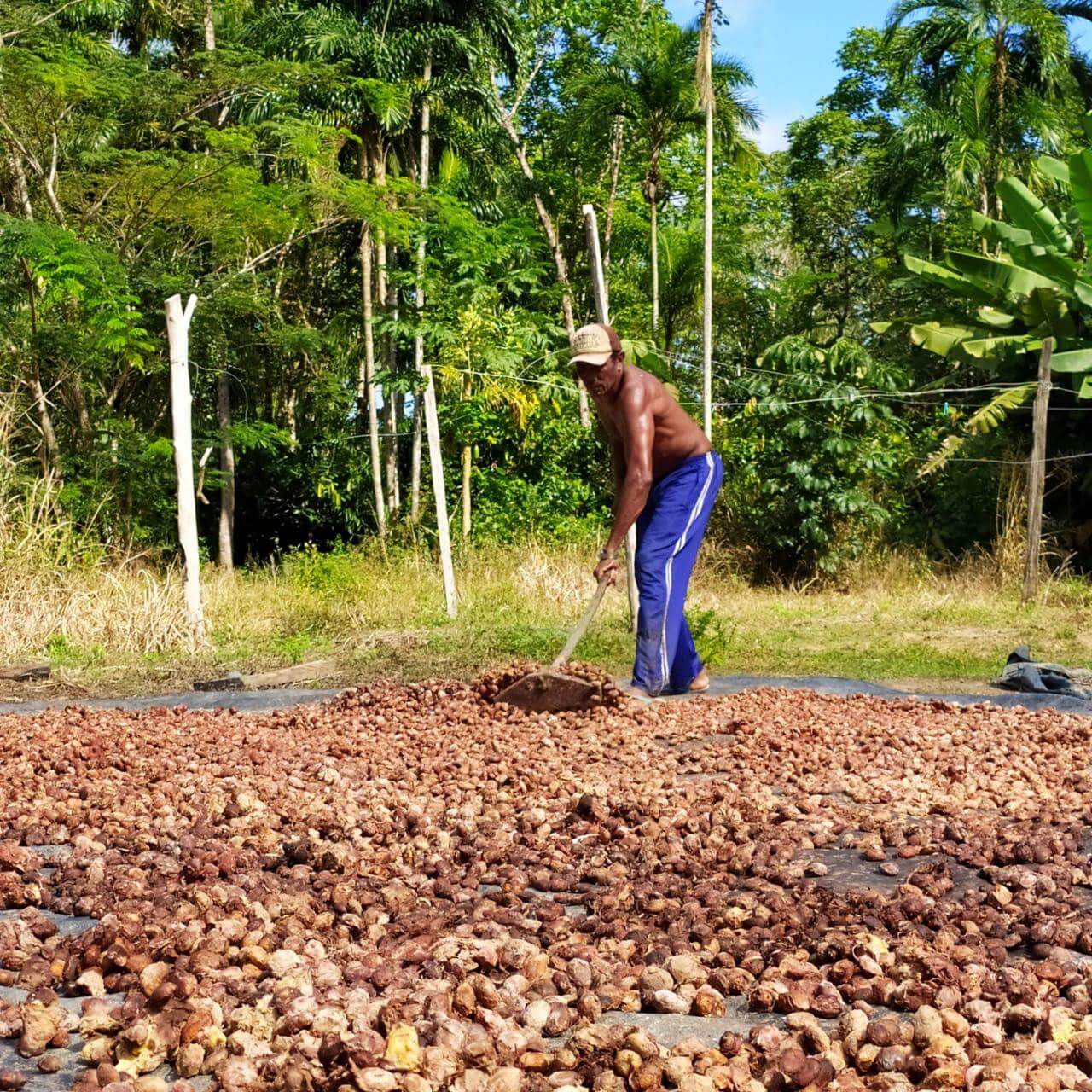 Projeto no Pará visa restaurar 65 hectares de florestas com SAFs