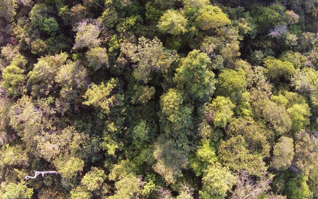 Invasões de florestas públicas aumentam pegada de carbono do Brasil