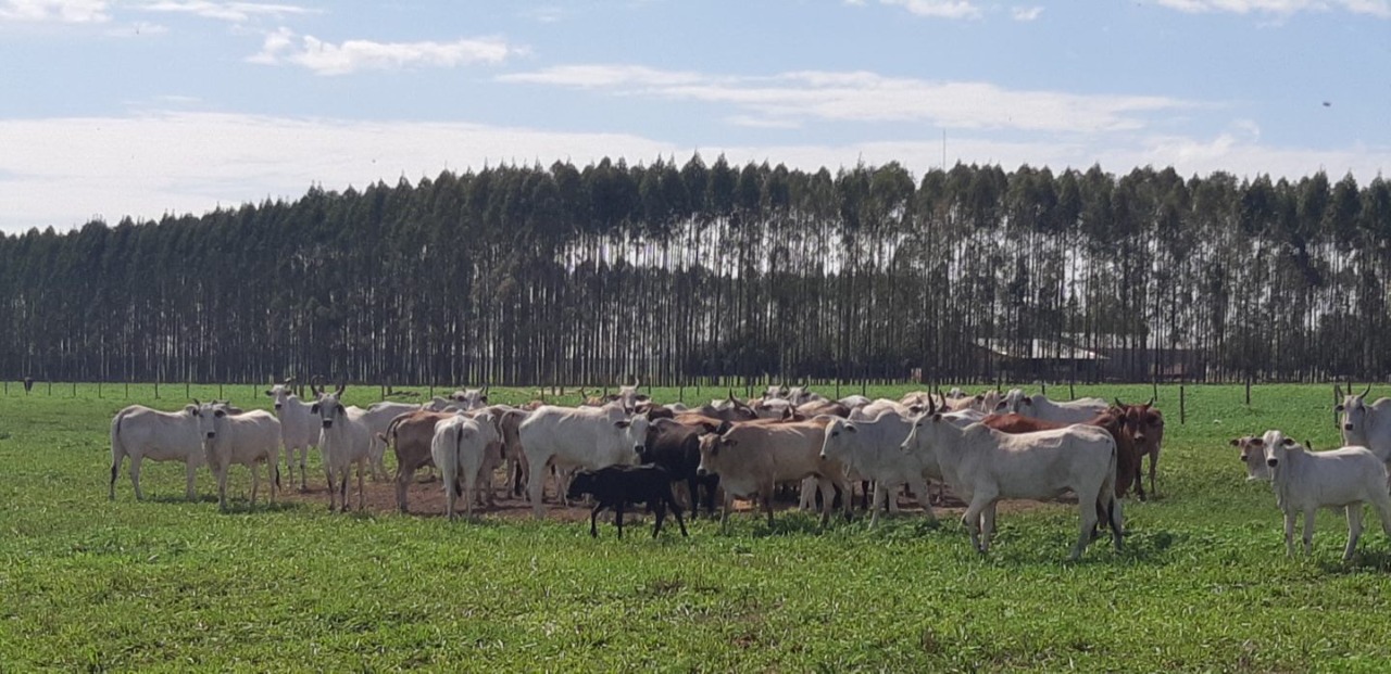 Técnicas de intensificação da agropecuária podem ajudar a dobrar produção