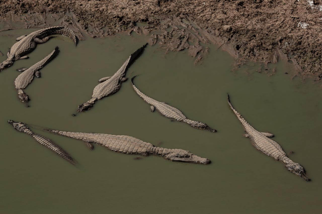 Incêndio queima quase mil hectares no Pantanal em apenas dois dias