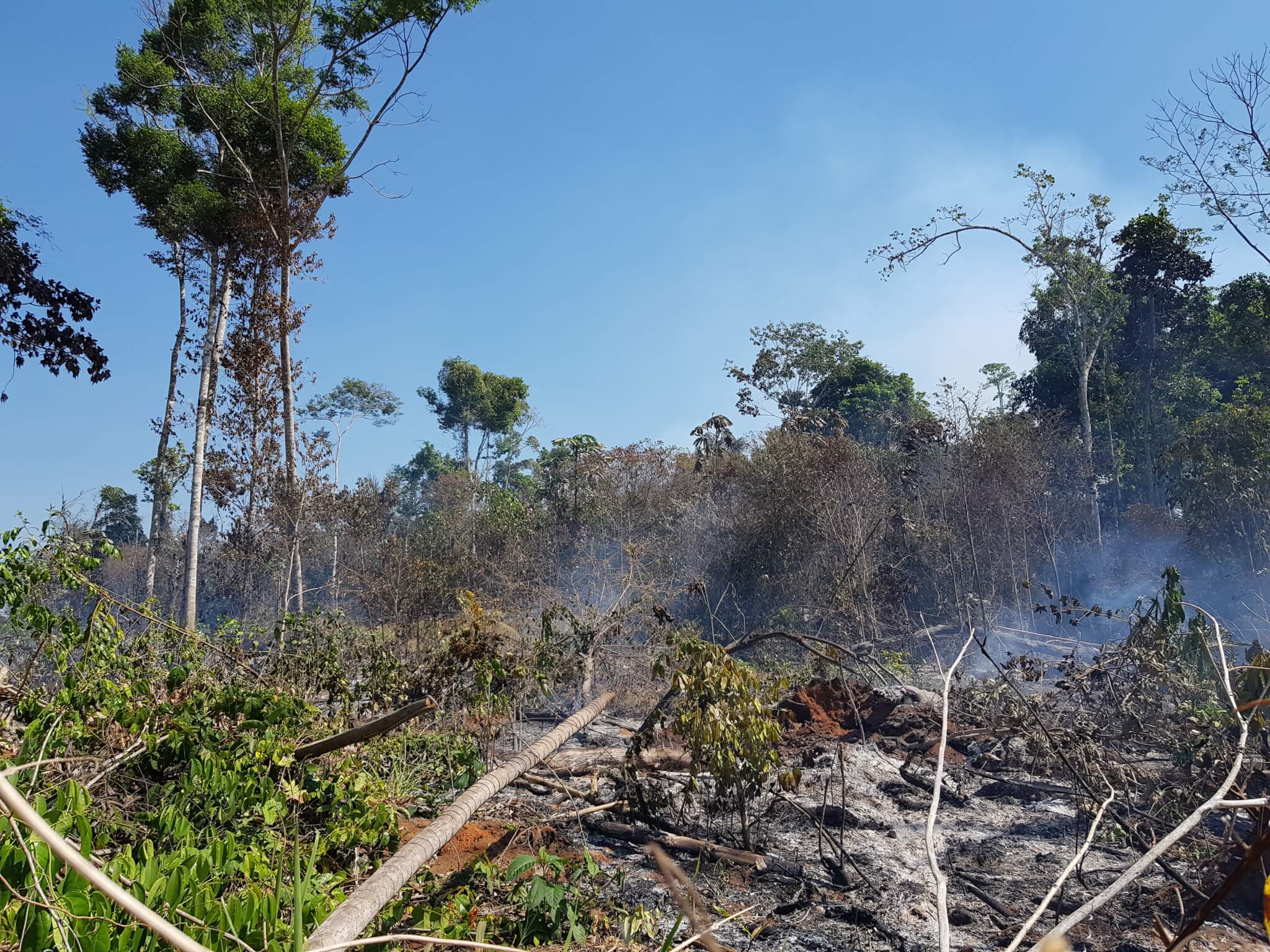 Opinião: Reflorestar a Amazônia para recuperar o ciclo da água
