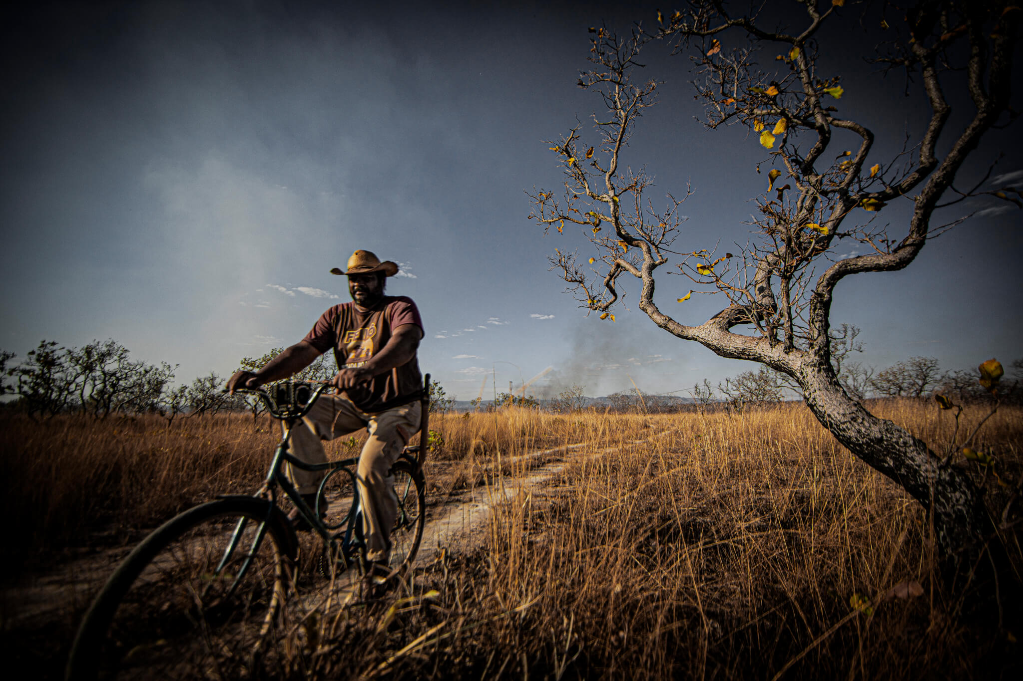 Cerrado perdeu vegetação nativa em 11 de 13 estados na última década