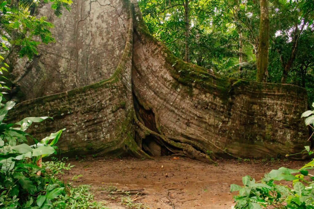 Biodiversidade: Mãe natureza - Foto: Jota Barbosa