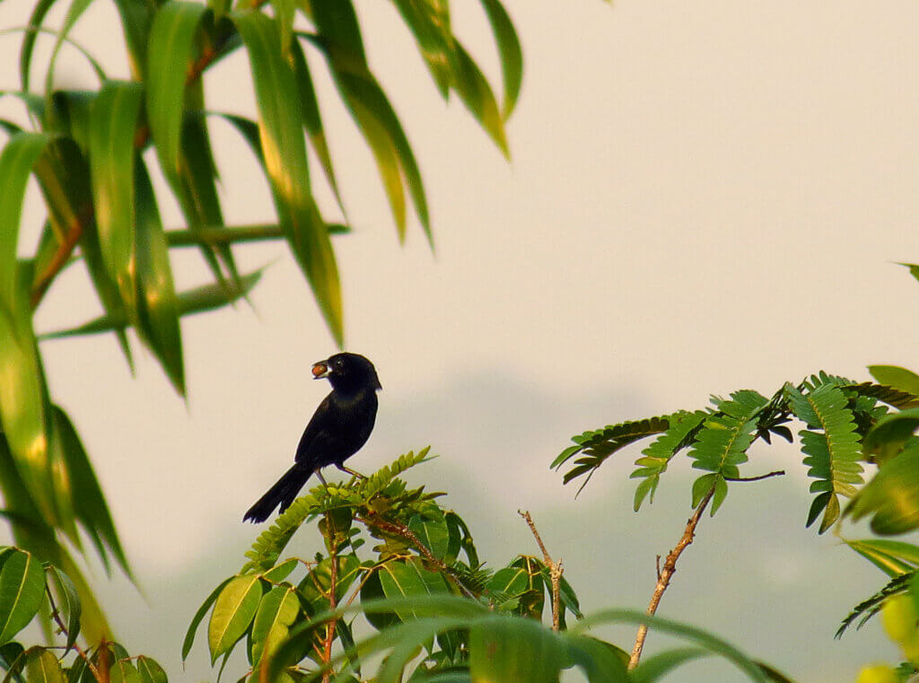 Biodiversidade: Ciclo - Foto: Leonardo Miranda