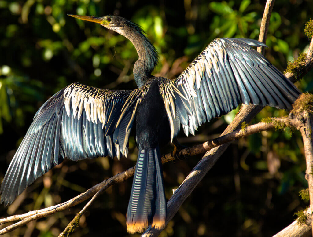 Biodiversidade: Sem título - Foto: Roberto Leite Filhos