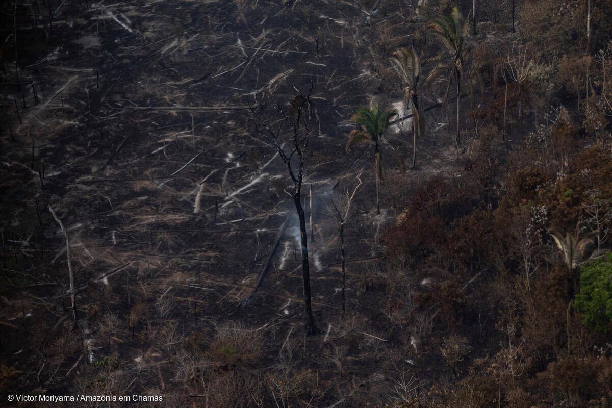 Invasion of public land was the main cause of deforestation in the Amazon