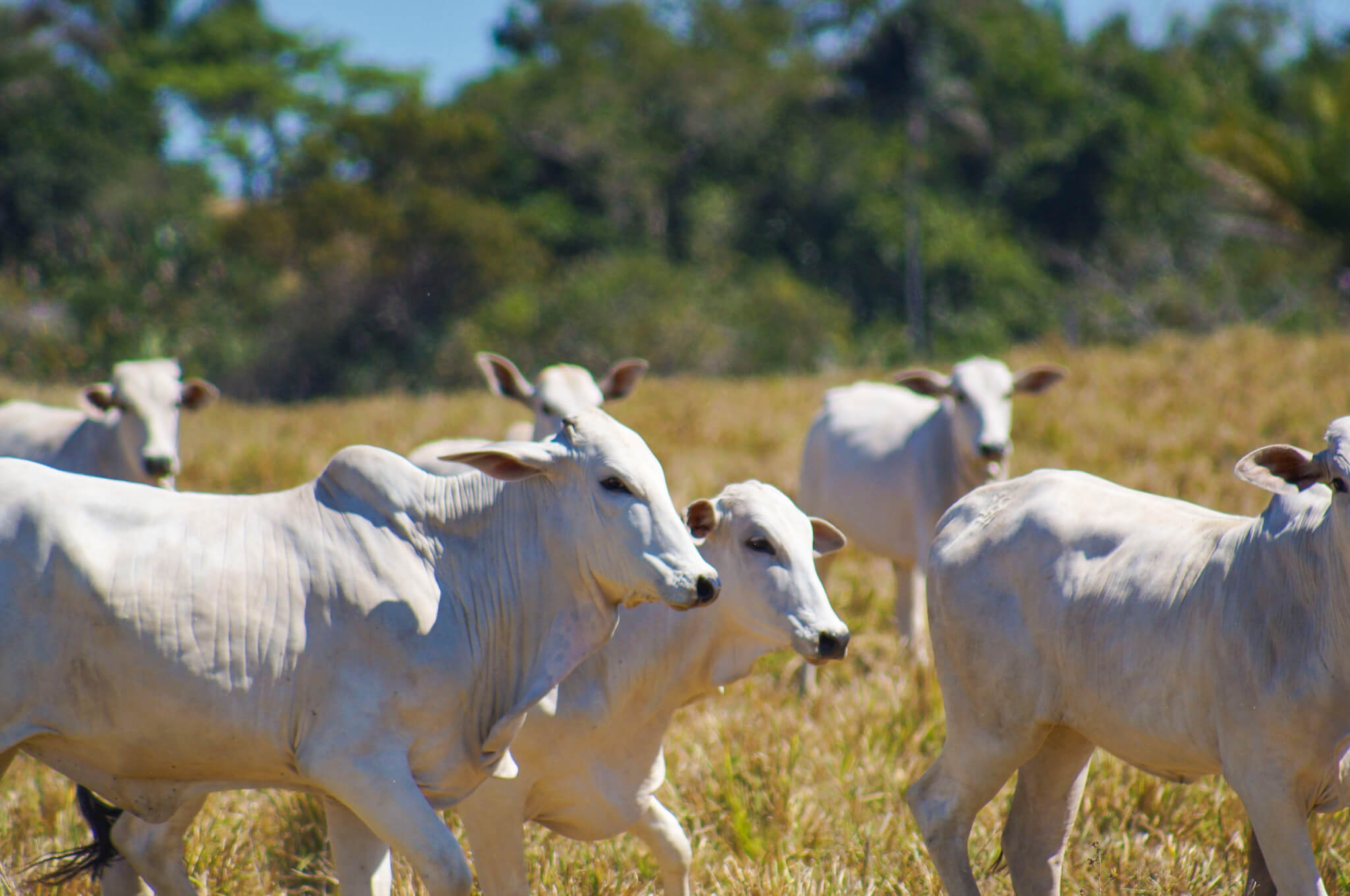 EU and IPAM launch dialogues on the sustainability of beef