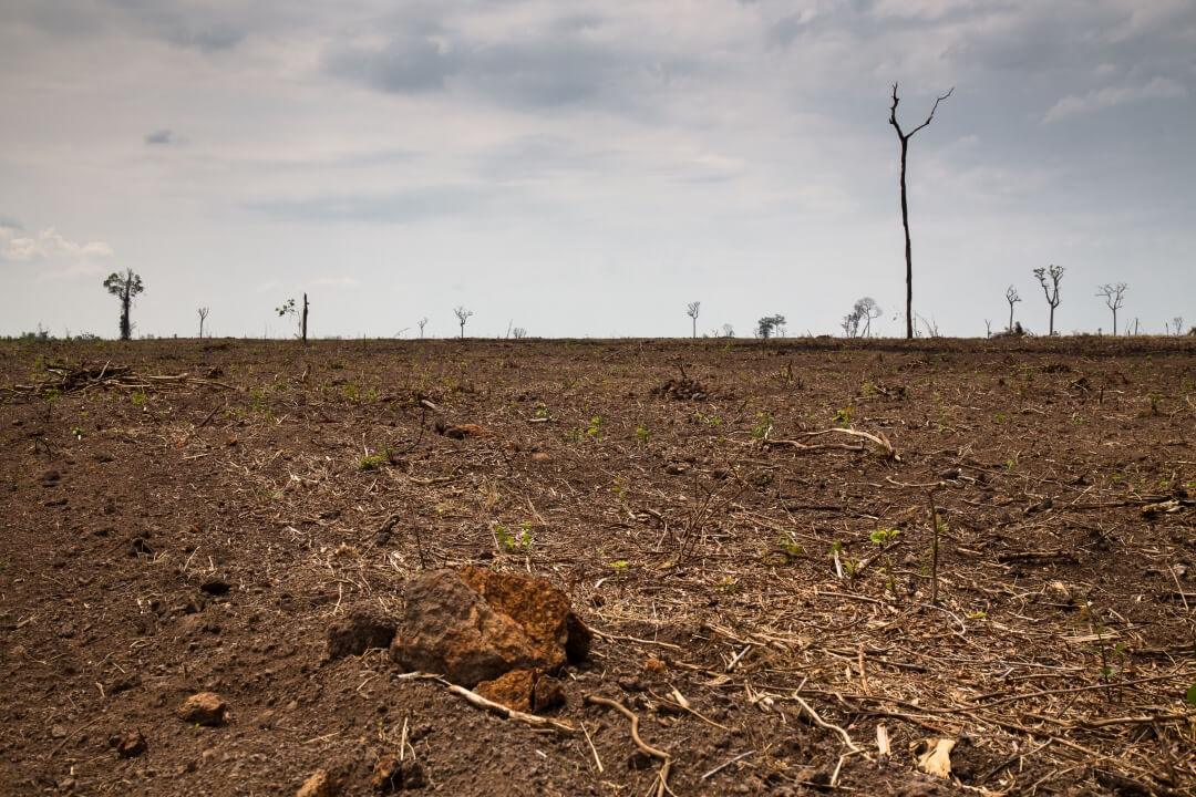 Matopiba bate recorde histórico de desmatamento no Cerrado