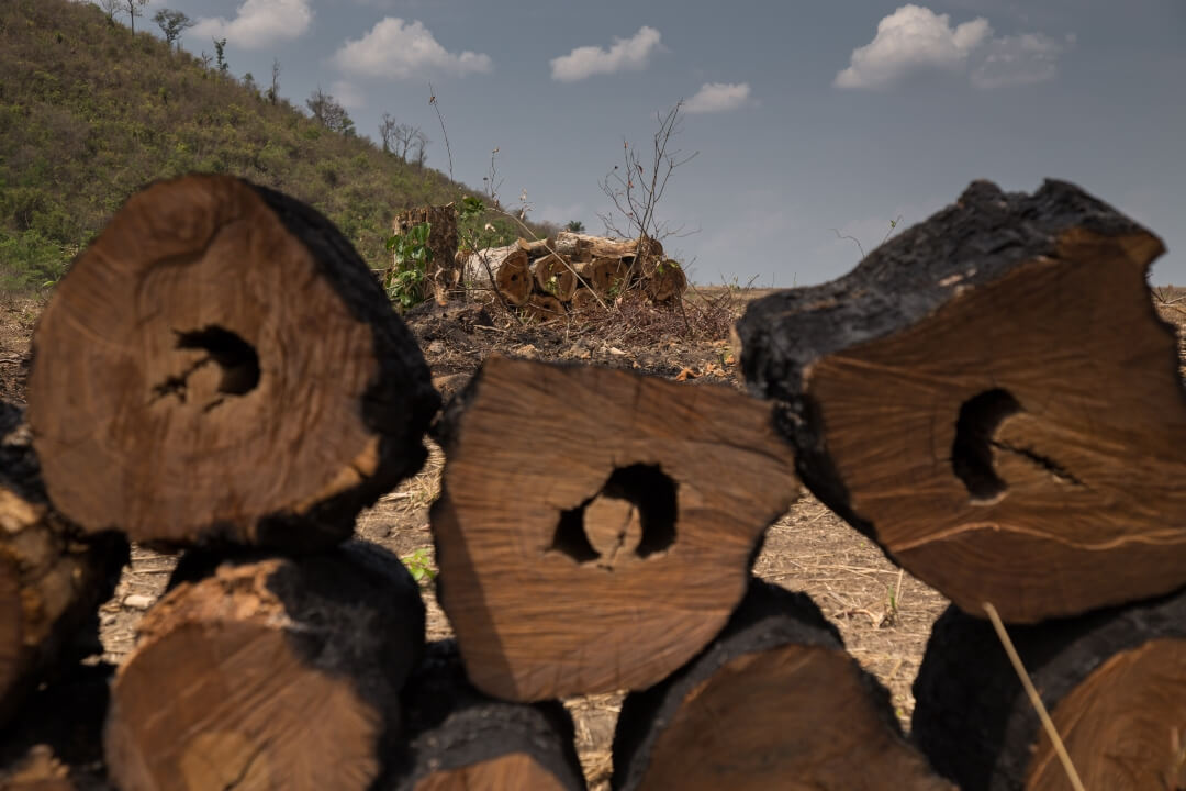 MapBiomas anuncia Sistema de Alerta de Desmatamento no Cerrado